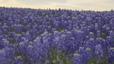 Texas Bluebonnets Field – Slow Motion Slider Shot – 4K 120fps Stock Footage 329069481