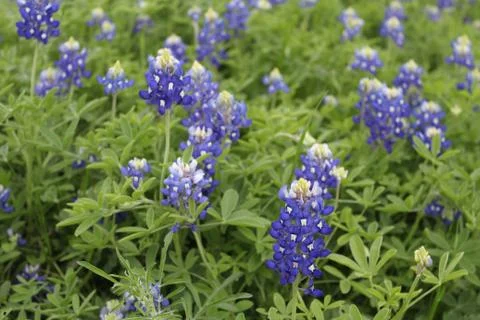 Texas Bluebonnets Stock Photos