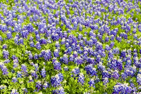 Texas Bluebonnets Stock Photos