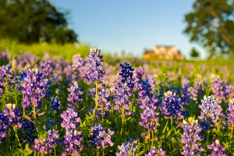 Texas Bluebonnets Stock Photos