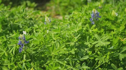 Texas bluebonnets, slow-motion Stock Footage 22346800