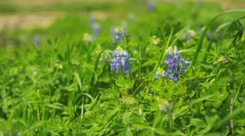 Texas bluebonnets, slow-motion Stock Footage 22346890