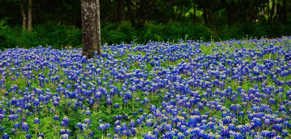 Texas Bluebonnets in spring in full bloom 写真素材