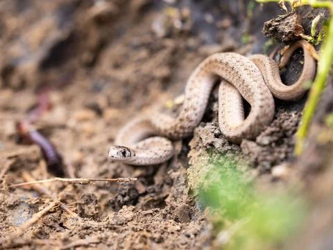 Texas brown snake (Storeria dekayi texana) coiled in the soil beneath a leafy tr Stock Photos