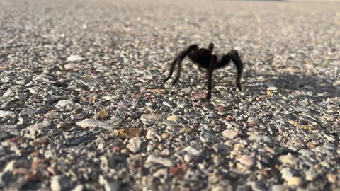 Texas Brown Tarantula Walking By Camera Stock Footage 288243785