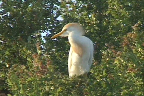 Texas Burd 1 Stock Footage 293354