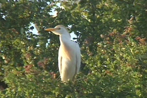 Texas Burd 2 Stock Footage 293348