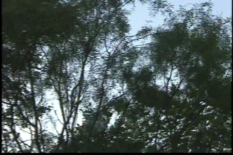 Texas Burd 3 Stock Footage 293346