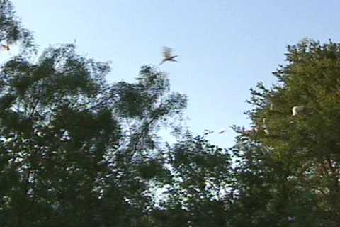 Texas Burd 4 Stock Footage 293339