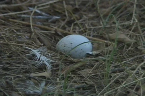 Texas Burd 5 Stock Footage 293333