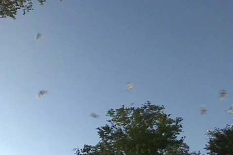 Texas Burd 6 Stock Footage 293330