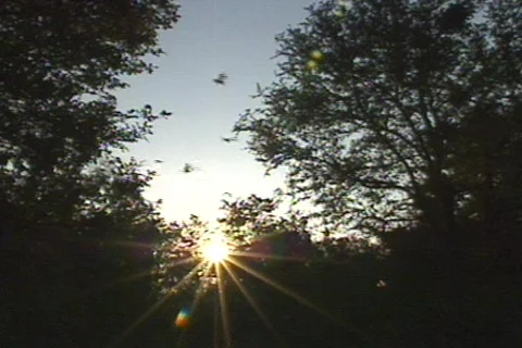 Texas Burd 7 Stock Footage 293326