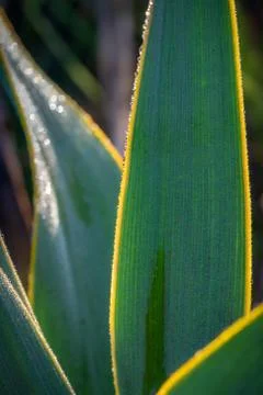 Texas Cactus at Dawn Stock Photos