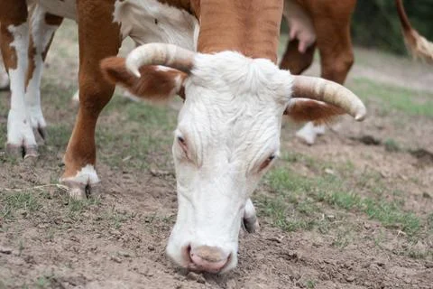 Texas Cattle 10 Stock Photos