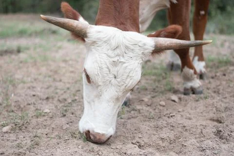 Texas Cattle 11 Stock Photos