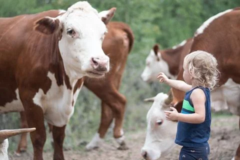 Texas Cattle 12 Stock Photos