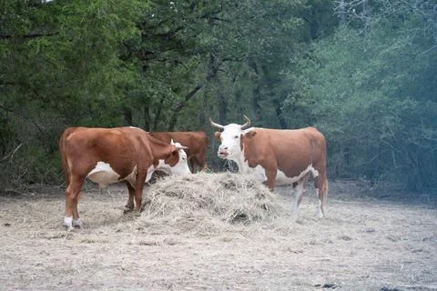 Texas Cattle 15 Stock Photos