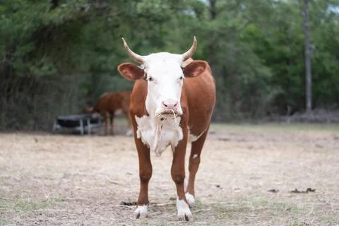Texas Cattle 17 Stock Photos