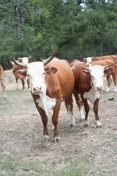 Texas Cattle 3 Stock Photos