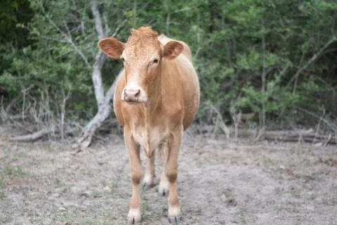 Texas Cattle 5 Stock Photos