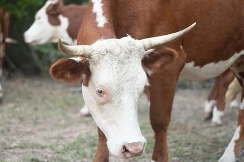 Texas Cattle 6 Stock Photos