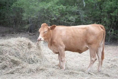 Texas Cattle 7 Stock Photos