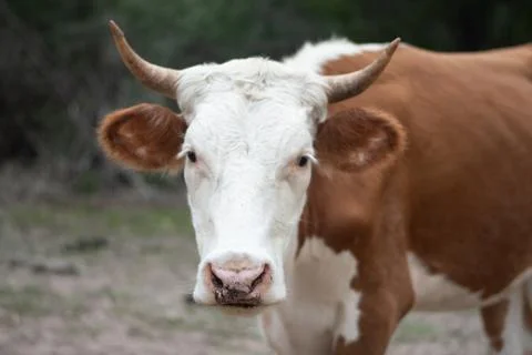 Texas Cattle 8 Stock Photos