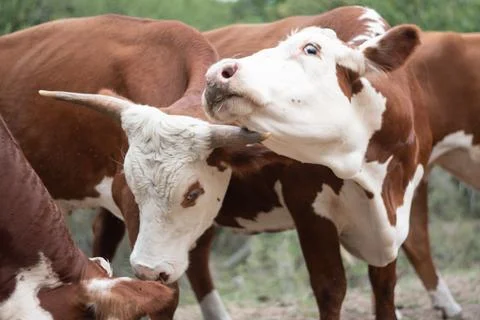 Texas Cattle 9 Stock Photos
