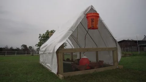 Texas Chickens in a Tractor Stock Footage 276251499