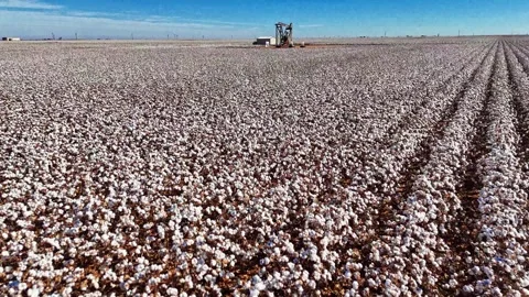 Texas Cotton Oilfield Stock Footage 321436710