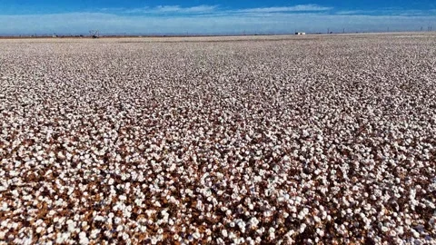 Texas Cotton Patch 動画素材 321435449