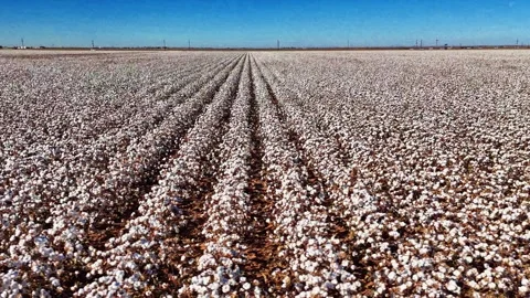 Texas Cotton Patch Stock Footage 321439155