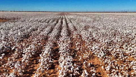 Texas Cotton Patch Stock Footage 321440588