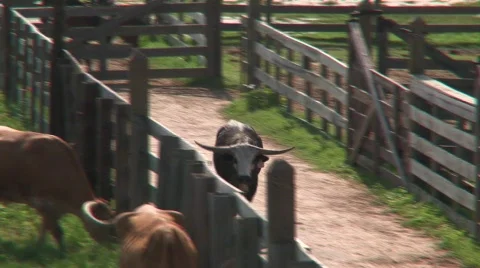 Texas cowboys Stock Footage 538581