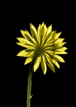 Texas Dandelion Stock Photos