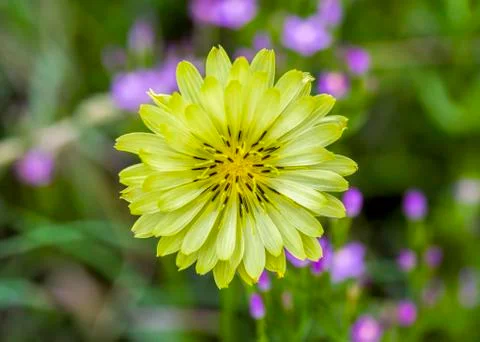 Texas Dandelion Stock Photos