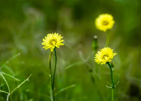 Texas Dandelions Foto stock
