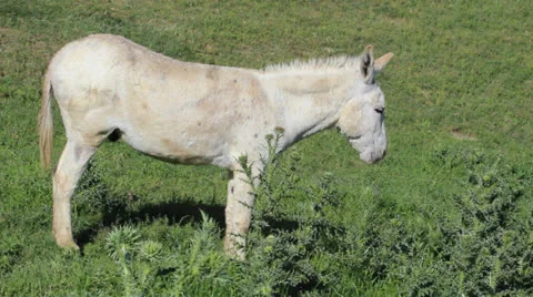 Texas Donkey Video stock 23052182