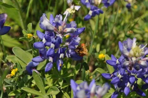 Texas Flower Foto stock