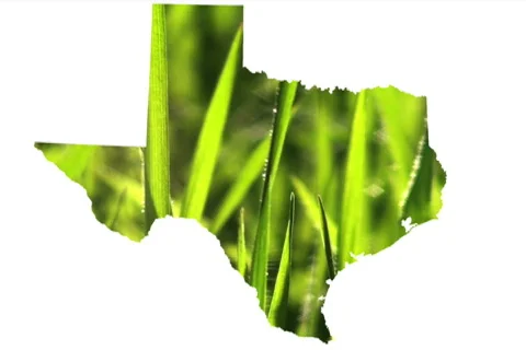 Texas grass - NTSC Stock Footage 759883