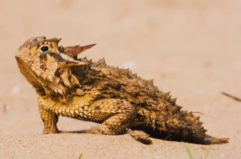 Texas horned lizard (phrynosoma cornutum), adult on sand in desert, rio grand Stock Photos