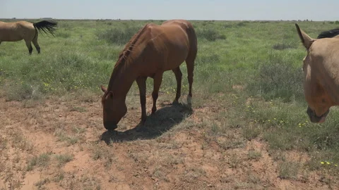 Texas horses graze sparse grass in open field, 4K. Stock Footage 246914534