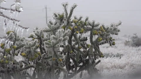 Texas ice covered cactus Stock Footage 62793487