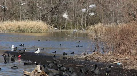 Texas Lake Video stock 21602291