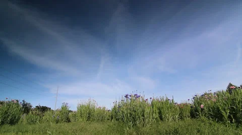 Texas Landscape Video stock 49319632