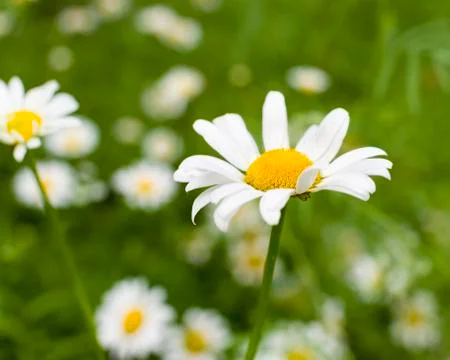 Texas Lazy Daisy Stock Photos