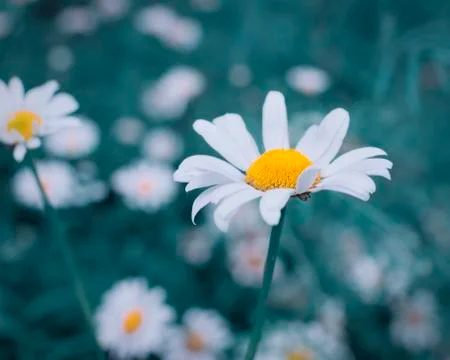 Texas Lazy Daisy Stock Photos