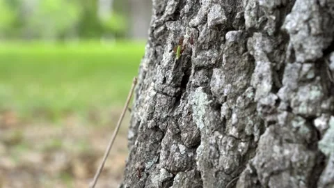 Texas Leafcutting Ants carring leafs down a oak tree. Close up shot of the Stock Footage 152312042