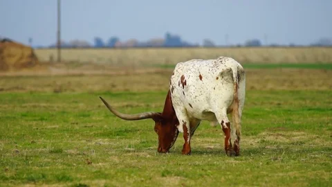 Texas Longhorn Bull Steer Grazing Looking Ranch Animal Livestock Stock Footage