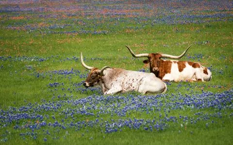 Texas longhorn cattle in bluebonnets Stock Photos